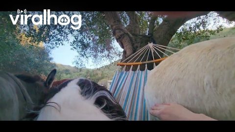 Donkeys Determined to Sit in Hammock || ViralHog