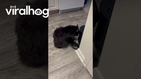 One Way to Beg for Earlier Breakfast || ViralHog