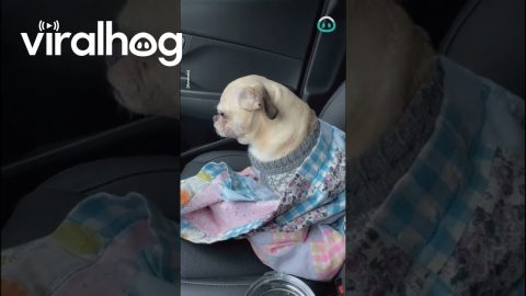 Snow Makes Dog Cranky || ViralHog