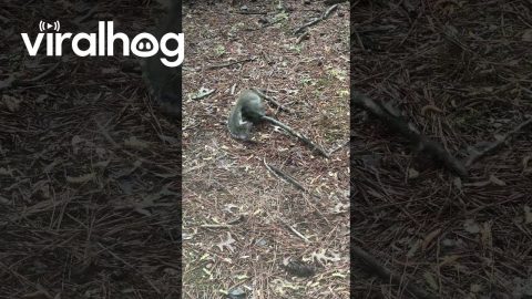 Playful Squirrel Entertains Itself With a Stick || ViralHog