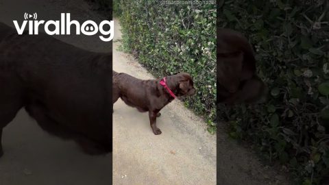 Hazel on the Hunt || ViralHog