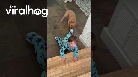 Toddler No Match For Puppy's Playing || ViralHog
