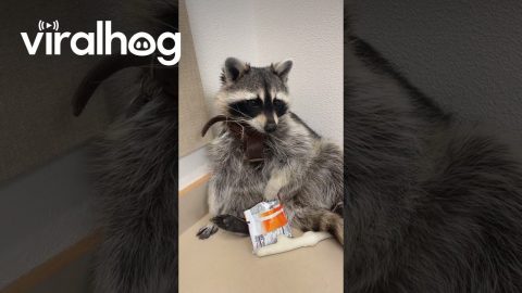 Trapper the Raccoon Eating Goldfish || ViralHog