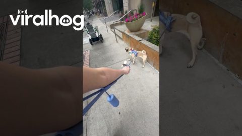 How Oliver the Dog Feels About Serve Robotics || ViralHog
