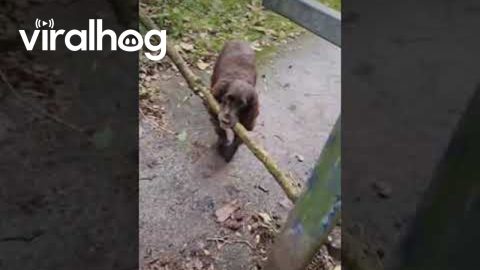 Dog Can't Fit Treasured Branch Through Trail Opening || ViralHog