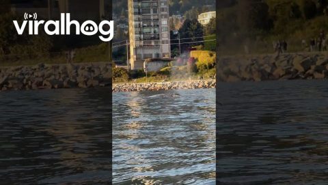 Whale Spotted Near Shore in Vancouver || ViralHog