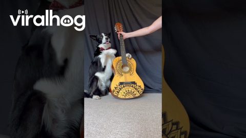 Border Collie Plays Guitar || ViralHog