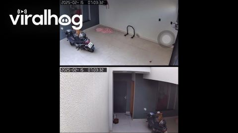 Independent Dog Remote Opens Garage Door || ViralHog