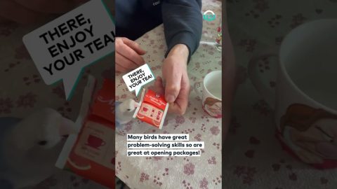 Lovebird Helps Open Tea Bag || ViralHog