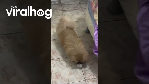 Dog Likes Pacifier || ViralHog