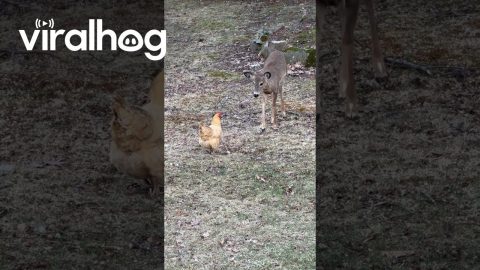 Yearling Fawn Tries To Befriend Chicken || ViralHog