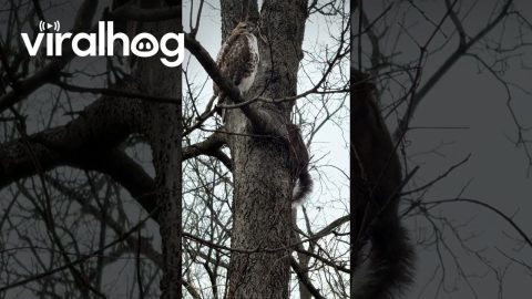 Squirrel Teases Red-tailed Hawk || ViralHog