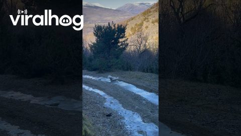 Frozen Trail Takes Dog For Slide || ViralHog