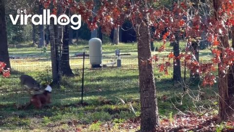 Dog Plays With Friendly Deer || ViralHog