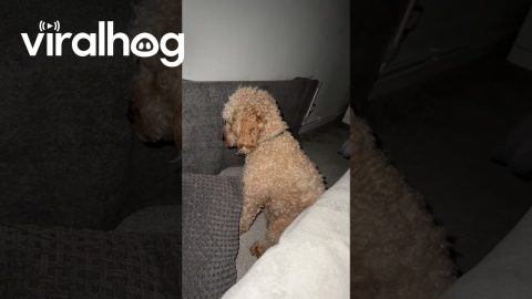 Dog Gives Owner The Cold Shoulder || ViralHog