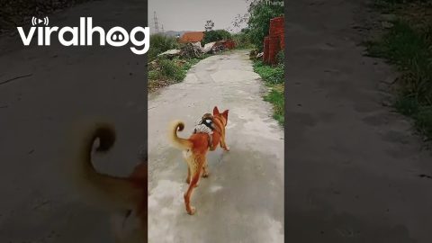 Monkey Rides on Dog's Back || ViralHog