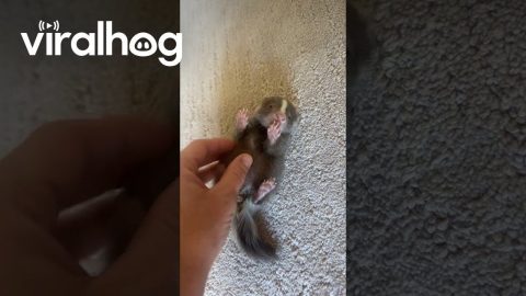 Lefty the Skunk at 8 Weeks Old || ViralHog