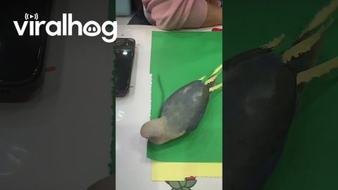 Pet Bird Accessorizes Feathers With Colorful Paper || ViralHog