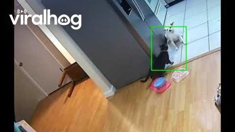 Sneak Attack in the Kitchen || ViralHog
