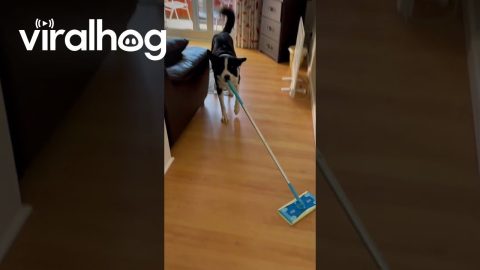 Simba The Dog Cleaning The Floor || ViralHog
