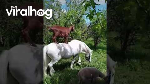 Horse Helps Goat Reach High Branches || ViralHog