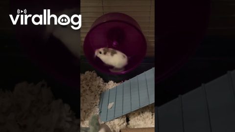 Hamster Runs Fast on Hamster Wheel || ViralHog