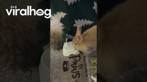 Bunny Doesn't Want to Share With Dog || ViralHog
