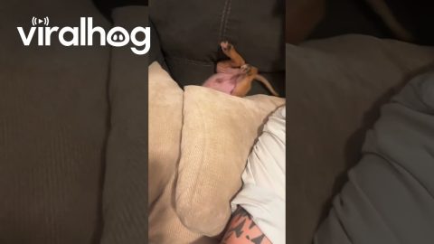 Puppy Face Dives Into Couch || ViralHog