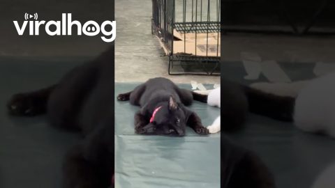 Cat Slithers Coming Out Of Anesthesia || ViralHog
