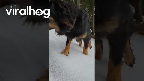 Snow Fleas || ViralHog