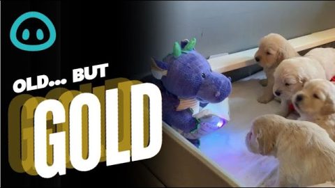 Golden Puppies Enjoying Storytime || ViralHog
