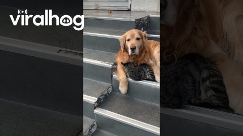 Cat Cuddles Up To Old Golden Retriever || ViralHog
