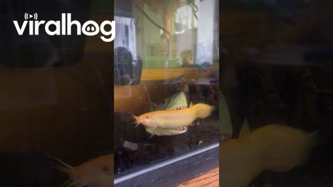 Loach Resting in a Shark Mouth Toy || ViralHog