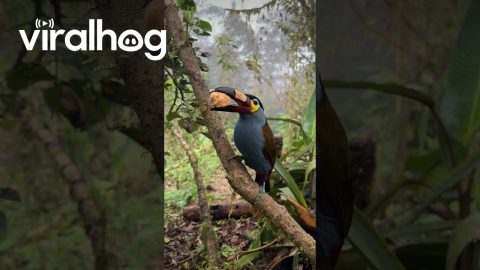 Toucan Takes Bite Of Banana || ViralHog