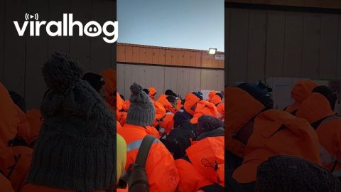 Deer Plays With Hammock || ViralHog