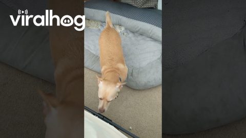 My Dog Learned to Harness Static Electricity || ViralHog