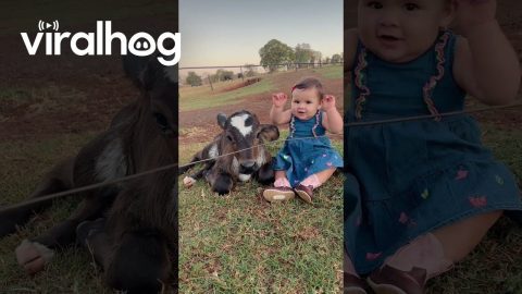 Cowgirl Cuddles With Cow Calf || ViralHog