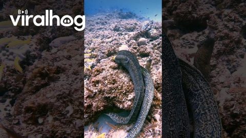 Moray Eels Mourns the Loss of a Mate || ViralHog