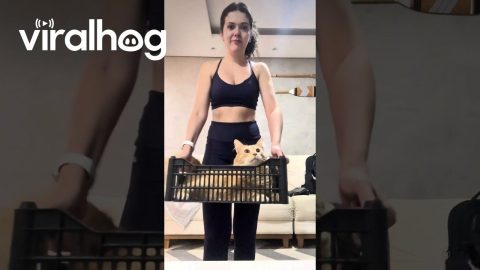 Weight Training with Gordinho the Cat || ViralHog