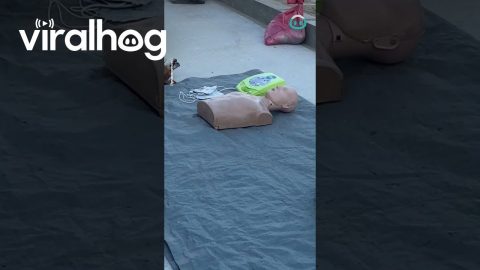 Dog Offers Itself As CPR Dummy || ViralHog