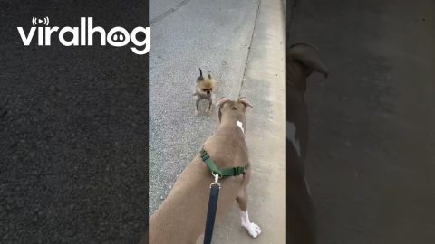 Hairless Pomeranian Approaches Skater || ViralHog