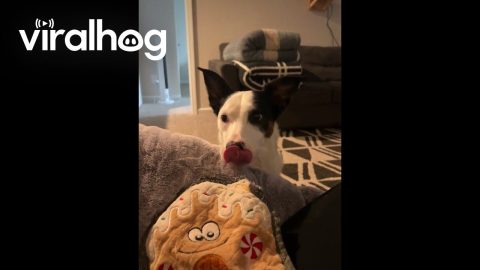 Surprise Smiley Toy from Nina the Dog || ViralHog