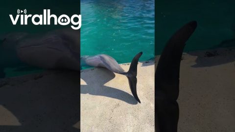 Sleeping Dolphin Doesn't Notice Woman Sneaking Up || ViralHog
