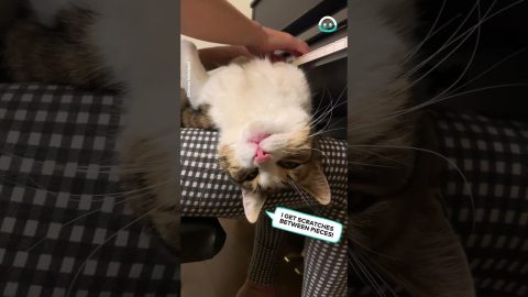 Upside Down Kitty Loves Piano Playing || ViralHog