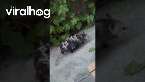 Mother Opossum Carries Ten Babies on Her Back || ViralHog