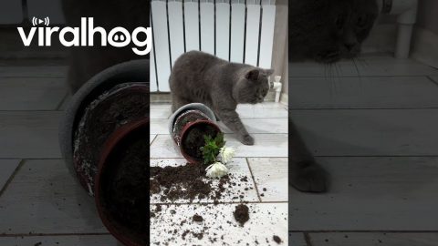 Cat Acts Innocent Next to Toppled Flower Pot || ViralHog