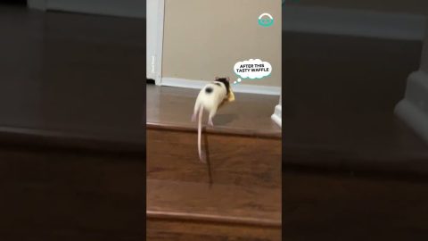 Rat Runs Away With Waffle || ViralHog