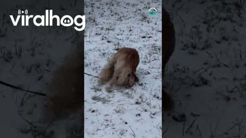Golden Retriever Grabs Tail and Spins Downhill || ViralHog