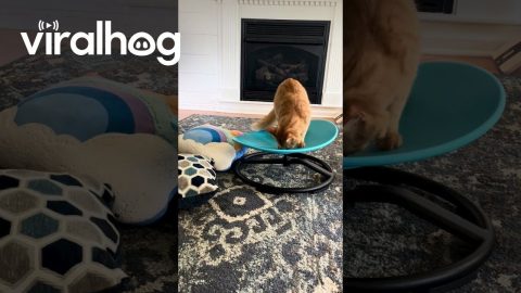 Cat Takes Swivel Chair for a Spin || ViralHog