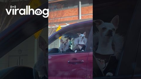 Little Dogs Fitted In Fur-Lined Coats || ViralHog